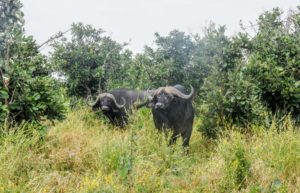 buffalo moremi