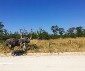 chobe ostrich