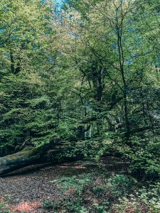 epping forest