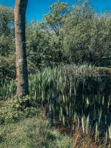 epping forest