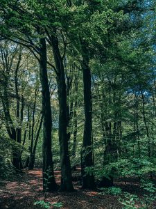 epping forest